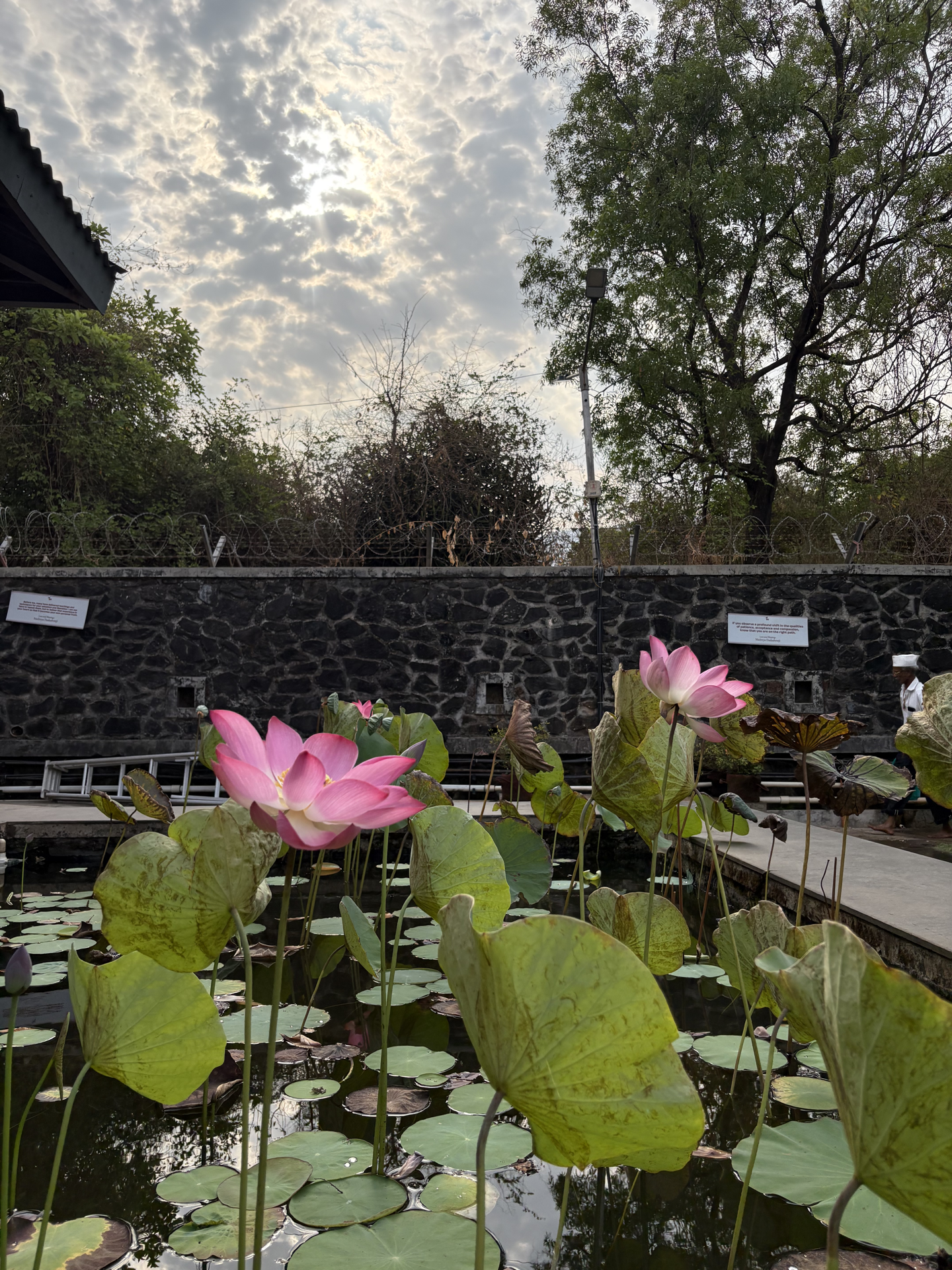 Ethereal lotus background